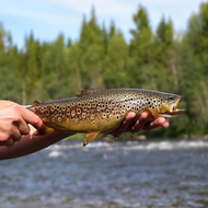 ​When NOT to Fish a Dropper