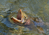 Some Basics About Trout