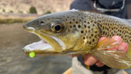 Fly Fishing Egg Patterns: A Guide's Take