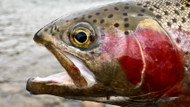 ​Mastering Fly Fishing with a Bubble: A Guide from the Experts