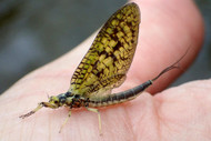 Green Drake Hatch