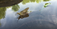 The Green Drake Hatch