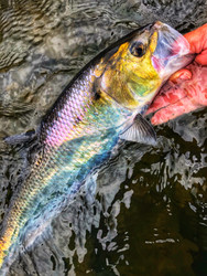 Shad Fishing:   A Hidden Gem
