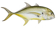 Yellow Jack on the Fly!
