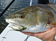 Rockin the Redfish