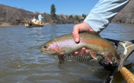 The Rainbow Warrior: One of the Best BWO Patterns