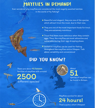 Understanding the Mayfly Lifecycle