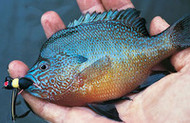 ​Have a Panfish Session