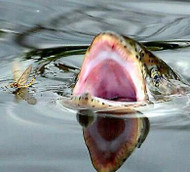 ​Reading Trout Rise Forms