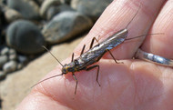 Stock Up for Early Season Hatches – Skwala Fly, Salmon Flies, Blue Winged Olives