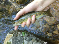 Small Stream Fishing