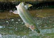 The Rainbow Trout