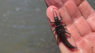 The Stonefly: A Fly Fishing Essential