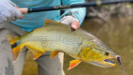 Tenkara Flies: Answering Some Common Questions About These Mystery Patterns