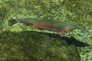 Go Sub Surface For Fishing Success
