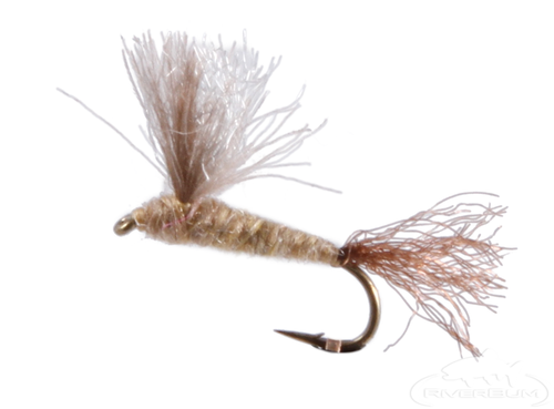 Callibaetis, CDC