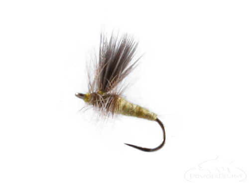Pale Morning Dun, Thorax