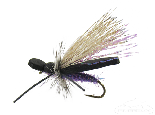 Gypsy King, Variant-Purple