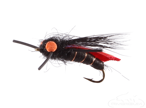 Cicada, Jake's, Black