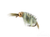 Scud, Bead Head, Olive/Grey