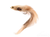 Sculpin, Conehead, Brown Tan
