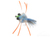 Blue Crab 