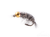 Scud, Bead Head, Gray 