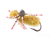 Crab, Turneffe, Olive 