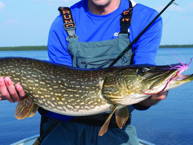 Fly Fishing for Pike Tips & Tricks to Catch More Pike