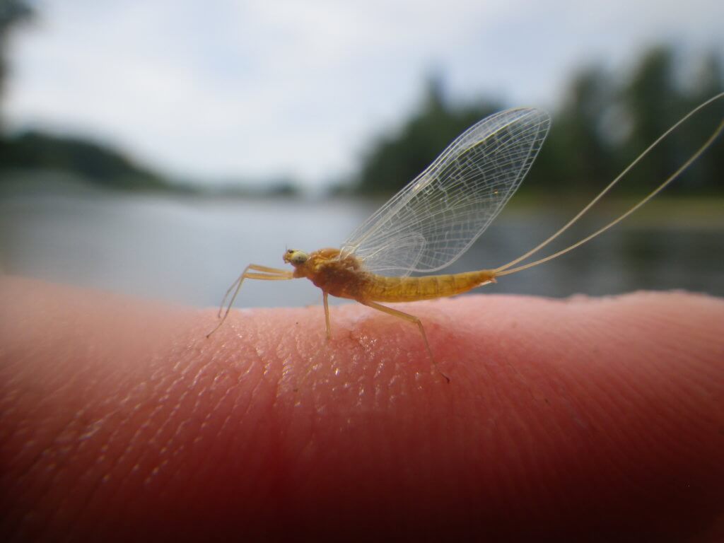 Pmd Insect Tips and Strategies for a PMD Hatch - RiverBum.com