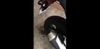 CBR 500 R 2013-2015 Screaming Demon S/S S/O Oval Exhaust 