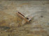 4" Curly  Maple Marking Gauge