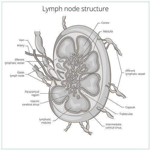 Lymphatic Cleanse Package (Basic)