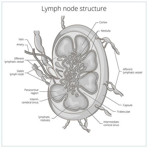 ゴアグライン〇LYMPHATIC PHLEGM 02年4-Way Split Lymphatic Cleanse Package (Basic) - Spirit of Health Store
