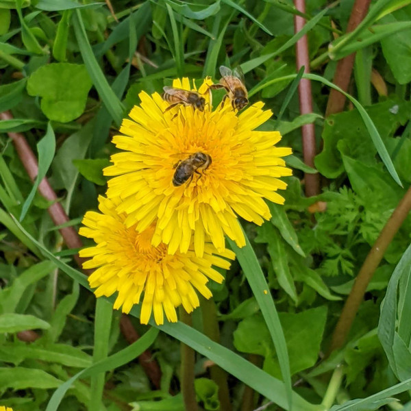 Three Bees on Dandelion