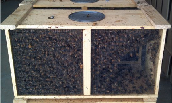 Package of Honey Bees