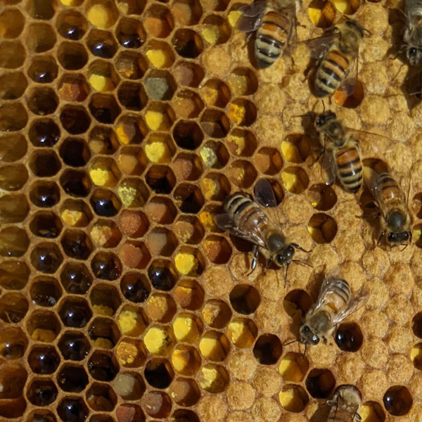 Honey Bee Classes - Beekeeping 101 - Newtown, Connecticut. Life Cycle of the honey bee, bee hive inspection and colony health.
Bethel, Bridgeport, Brookfield, Cos Cob, Danbury, Darien, Easton, Fairfield, Georgetown, Greenwich, Hawleyville, Monroe, New Canaan, New Fairfield, Newtown, Norwalk, Old Greenwich, Redding, Redding Center, Redding Ridge, Ridgefield, Riverside, Sandy Hook, Shelton, Sherman, Southport, Stamford, Stratford, Trumbull, Weston, Westport, Wilton