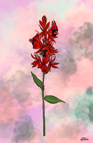 "Cardinal Flower" Digital Print
