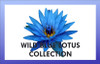 Wild Blue Lotus 