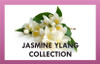 Jasmine Ylang 