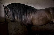 Spain’s Legendary intelligent and affectionate Andalusians going to slaughter