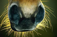  WHISKERS – DOES YOUR HORSE REALLY NEED THEM?