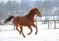 Winter Care for Horses Part 2