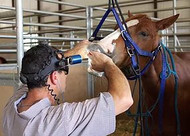 Restorative Equine Dentistry