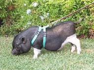 PET PIGS – First Series