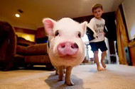 Caring for Your Pet Pig