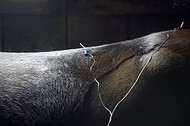 Acupuncture and Managing Pain in Horses