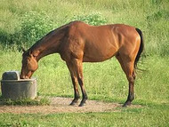 Horses Prefer Non-Acidic Water, Info on Flouridated Water for Horses