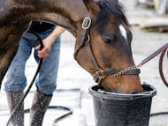 Water in the Barn Yard