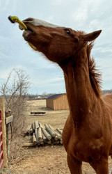 Caring for the Older Horse